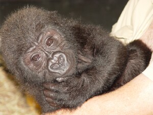 Bangori Baby Western Lowland Gorilla